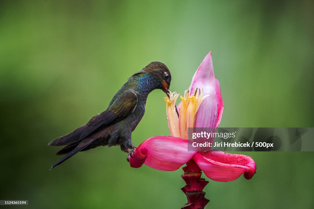 White-Tailed Hillstar