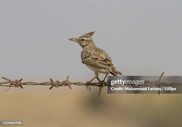 crested lark... - galerida cristata stock pictures, royalty-free photos & images