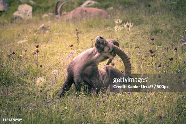 time to relax - alpine ibex stockfoto's en -beelden