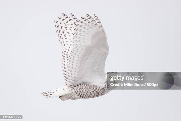 snowy owl in flight - eule stock-fotos und bilder