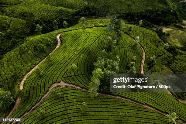 tea plantation in munnar kerala - munnar stock-fotos und bilder