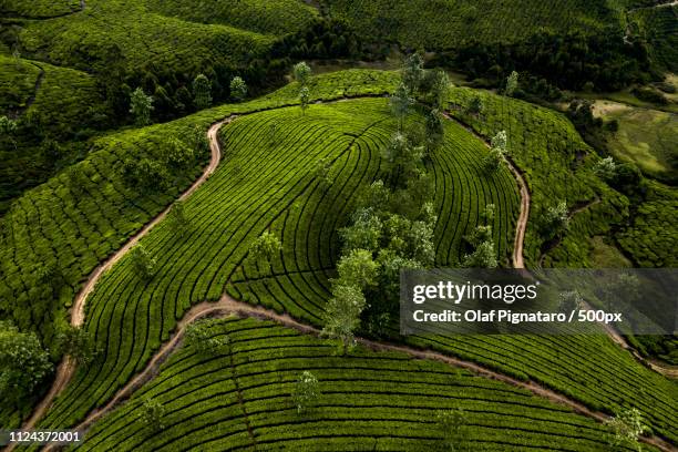 tea plantation in munnar kerala - munnar stockfoto's en -beelden