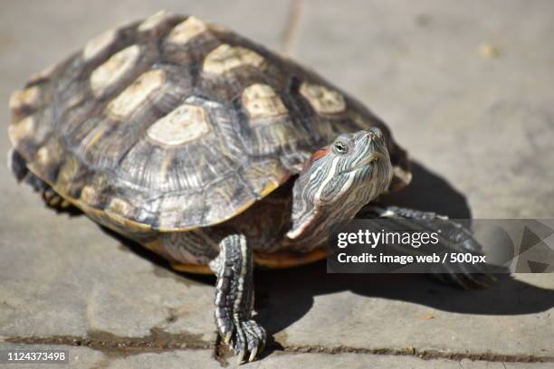 animals image - eastern painted turtle stock pictures, royalty-free photos & images