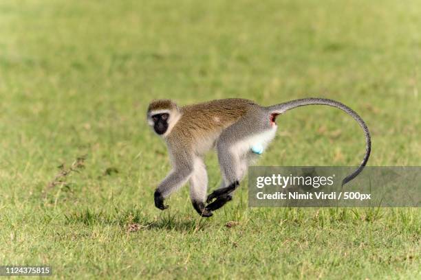 hovering vervet - vervet monkey stock-fotos und bilder