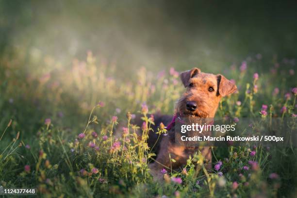 princess in flowers - airedale terrier stock pictures, royalty-free photos & images