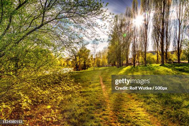 enz sonne - copse stock pictures, royalty-free photos & images