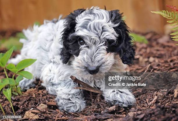 cockapoo puppy laying on bark chips - cockapoo 個照片及圖片檔