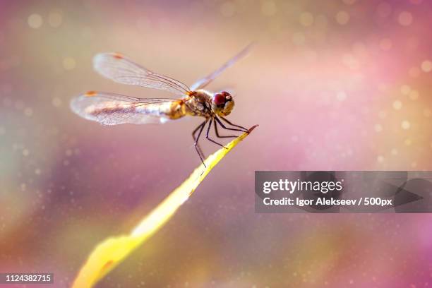 dragonfly - damselfly fotografías e imágenes de stock