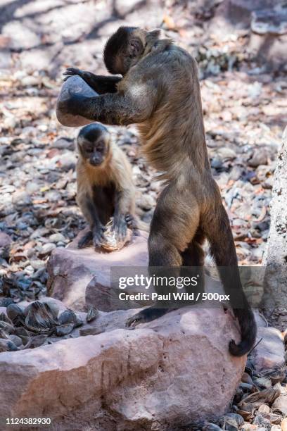 photo by: paul wild / 500px - capuchin monkey stock pictures, royalty-free photos & images