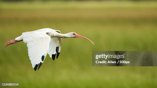 fly by - everglades nationalpark stock-fotos und bilder