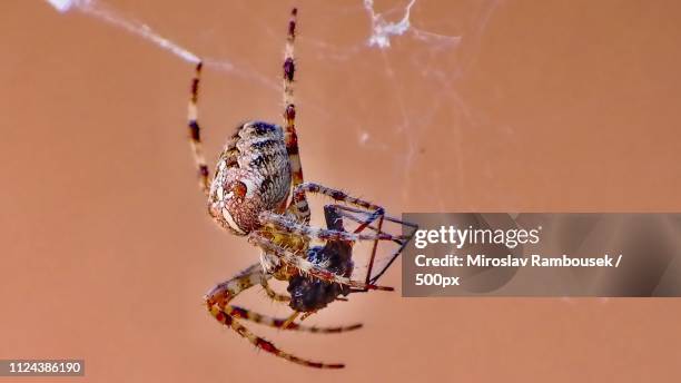 the spider and his prey. - mexican redknee tarantula stock pictures, royalty-free photos & images