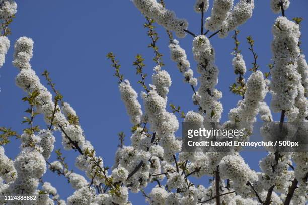 prunus avium flowering cherry. cherry flowers on a tree branch - icicle macro stock pictures, royalty-free photos & images