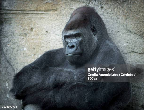 angry gorilla in captivity - angry monkey stock pictures, royalty-free photos & images