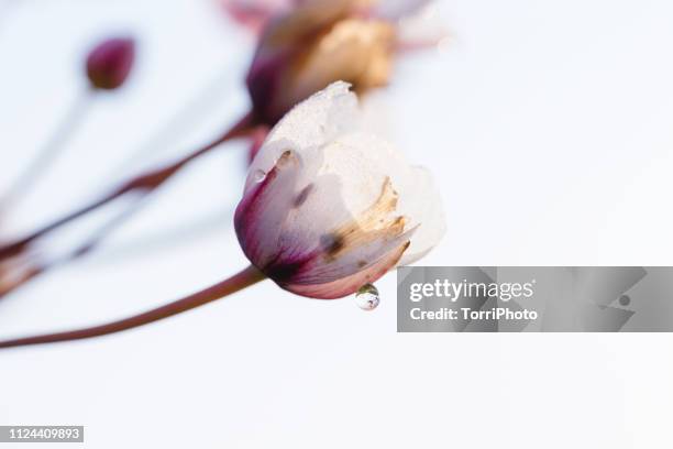 tender pink flowers with morning dew - chernihiv oblast stock pictures, royalty-free photos & images