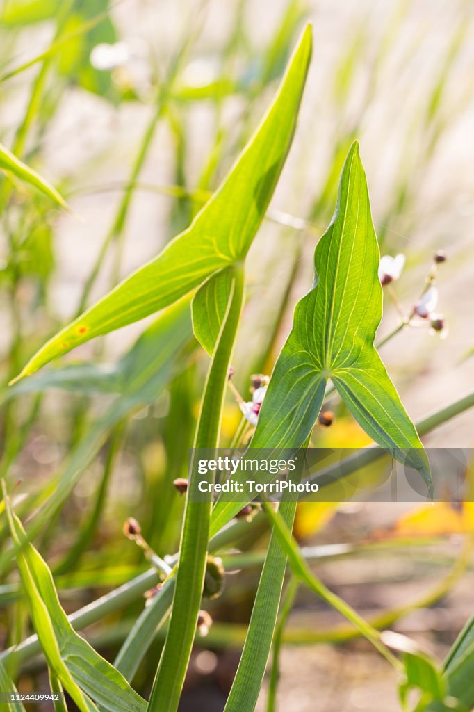 Green leaves wit arrowhead shape of aquatic plants at sunny day