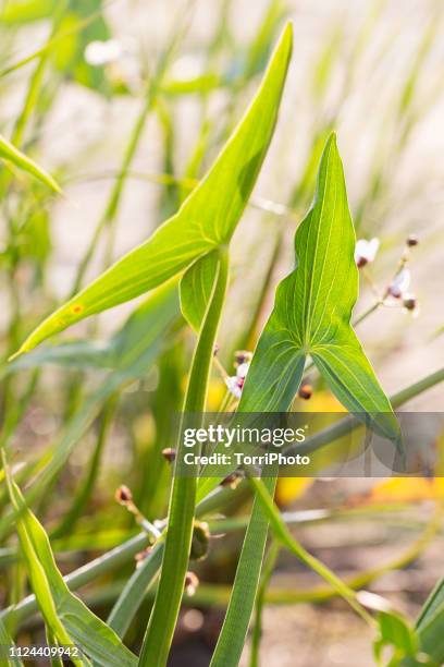 green leaves wit arrowhead shape of aquatic plants at sunny day - sagittaria aquatic plant stock pictures, royalty-free photos & images