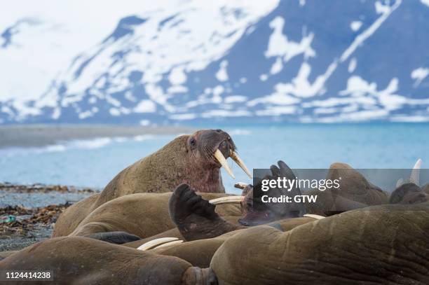 walrus (odobenus rosmarus) colony, sarstangen, prince charles foreland island, spitsbergen island, svalbard archipelago, norway - walrus stock pictures, royalty-free photos & images