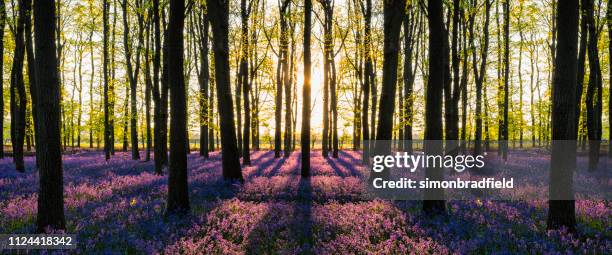 blåklockor och beechwood komposit - bluebell wood bildbanksfoton och bilder