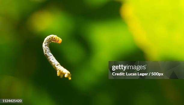 gusano volador - gusano stock pictures, royalty-free photos & images