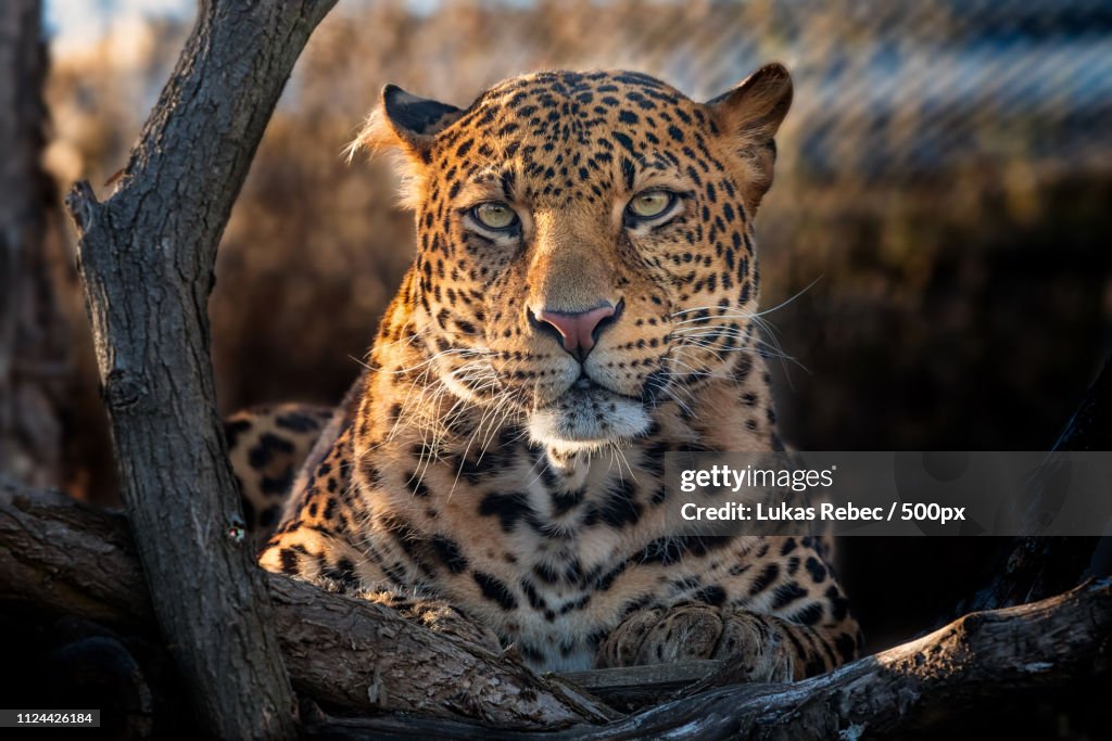 Javan Leopard