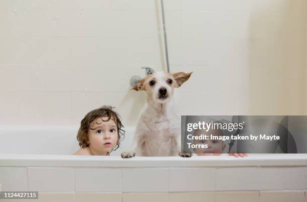 two brothers take a bath with the dog - brothers bathroom stock-fotos und bilder