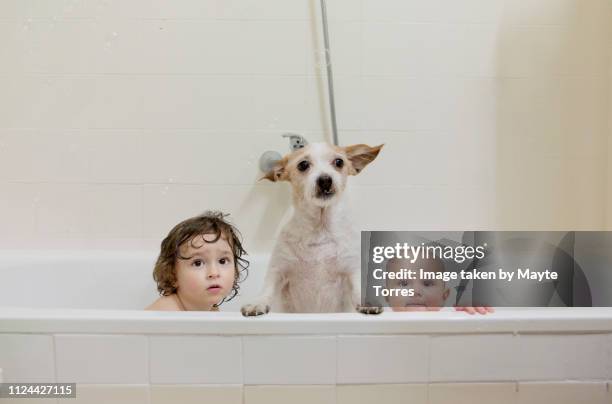 two brothers take a bath with the dog - family children dog fotografías e imágenes de stock