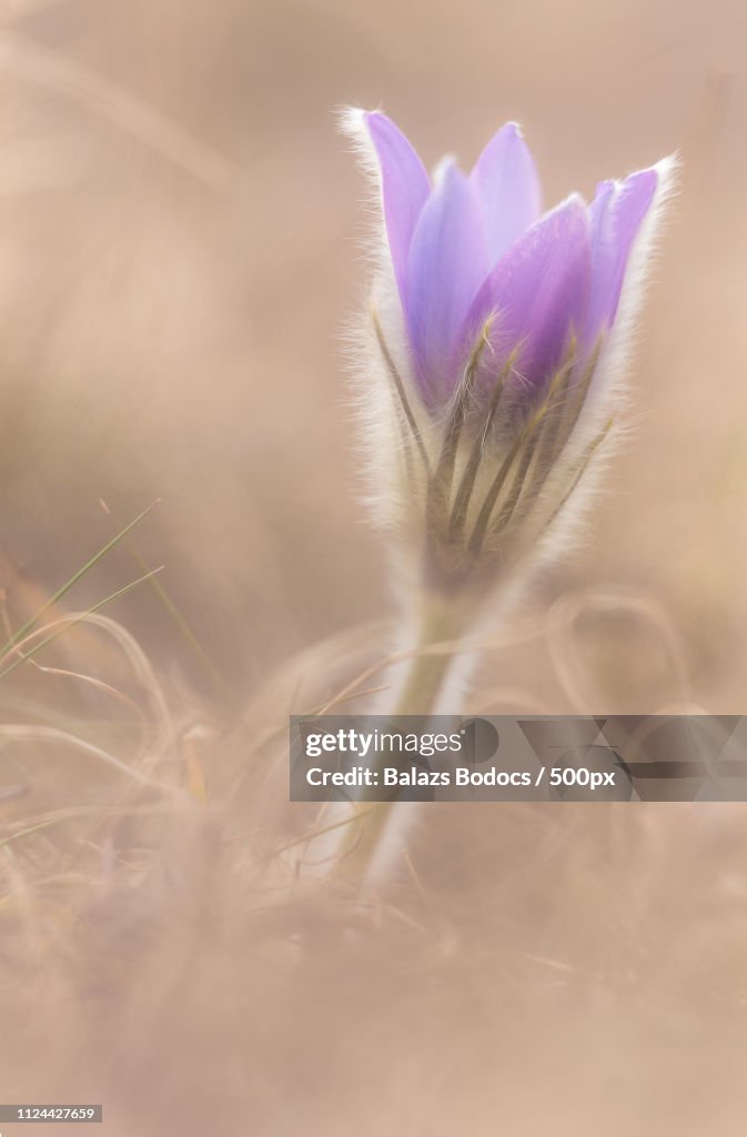Pulsatilla Grandis Iv