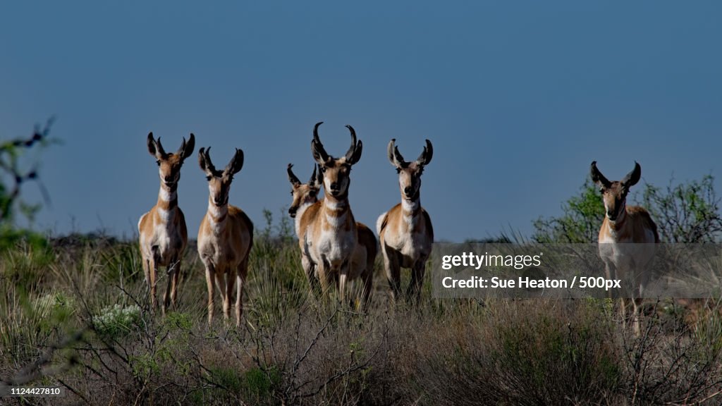 Antelope Watch X