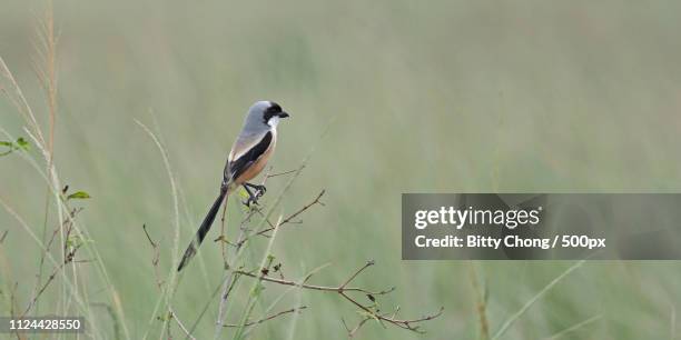 long-tailed shrike - lanius schach stock pictures, royalty-free photos & images