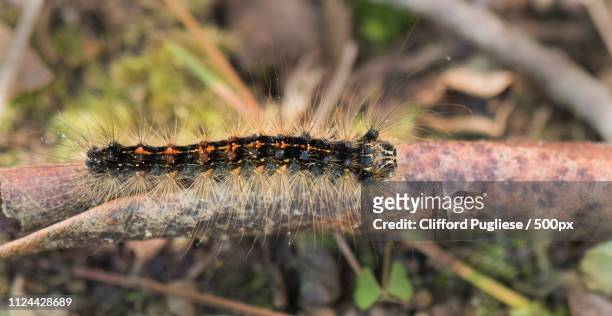 gypsy moth - gypsy moth caterpillar stock-fotos und bilder