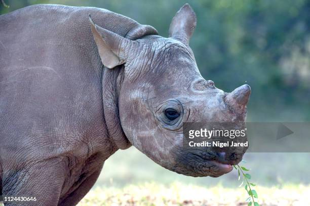 young black rhino calf - cria de rinoceronte - fotografias e filmes do acervo