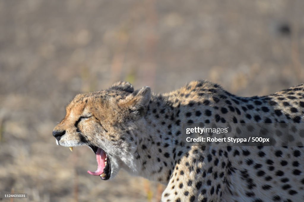 Cheetah