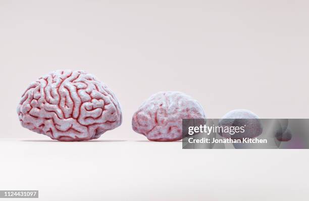 brain evolution - evolução imagens e fotografias de stock