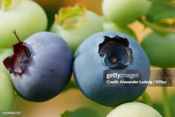 blueberry, vaccinium myrtillus - huckleberry stock pictures, royalty-free photos & images