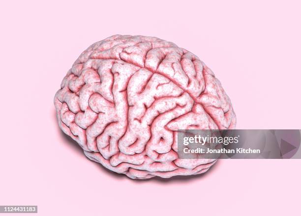 side brain angle - human brain stock pictures, royalty-free photos & images