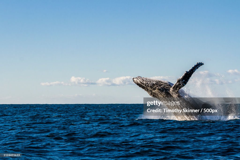 Whale Of A Backflip