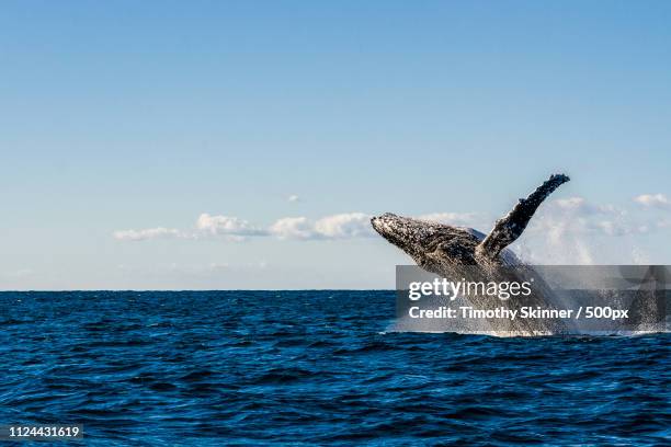 whale of a backflip - nsw stock pictures, royalty-free photos & images