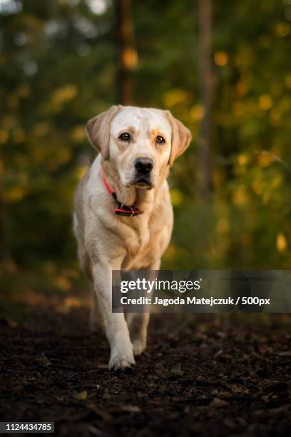 dignity - majestic dog stock pictures, royalty-free photos & images