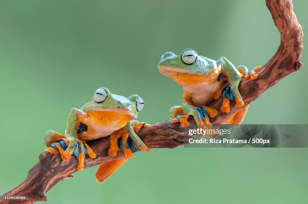 Flying Frog