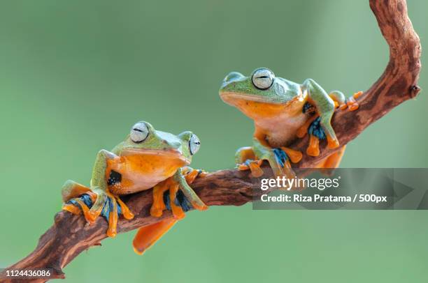 flying frog - wallace stock pictures, royalty-free photos & images