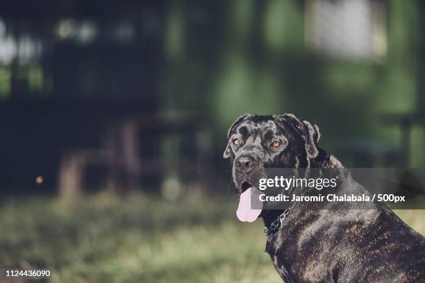 portrait of cane corso dog - cane corso stock pictures, royalty-free photos & images