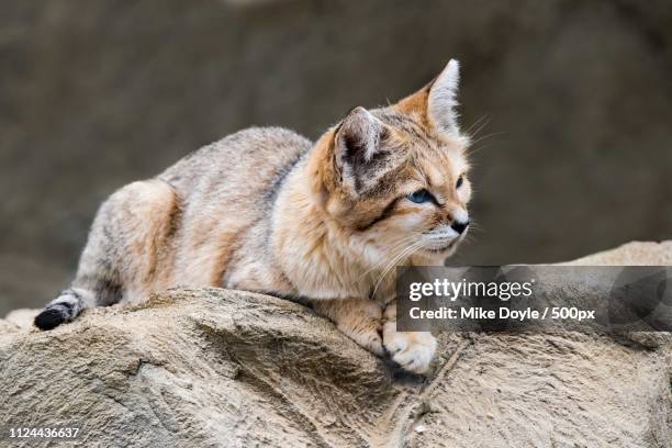 sand cat lying on rock - cat outside stock pictures, royalty-free photos & images