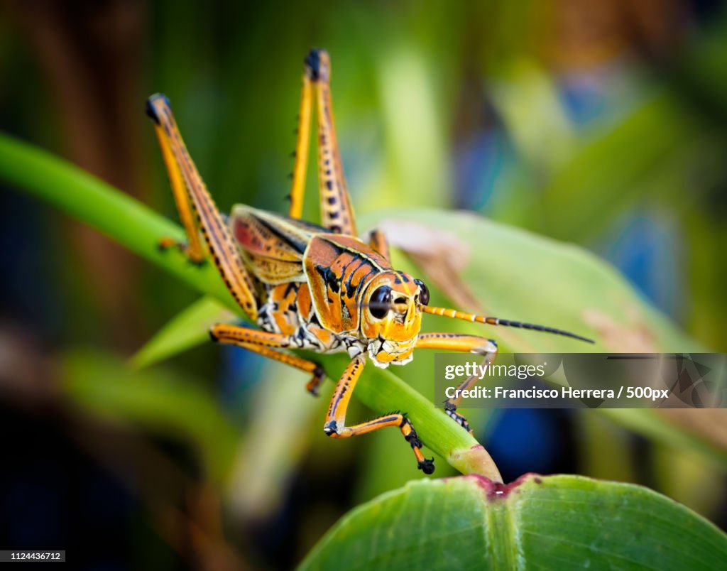 Romalea Microptera - Eastern Lubber Grasshopper