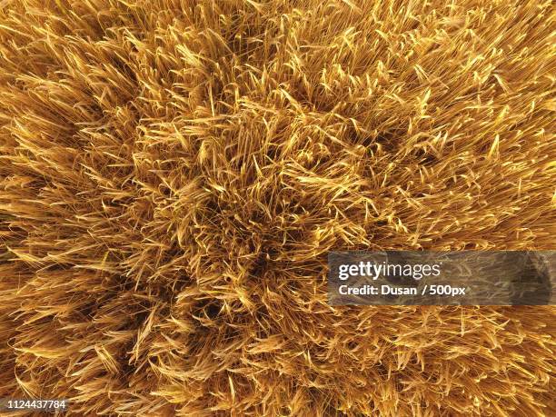 directly above view of wheat field - grain field stock-fotos und bilder