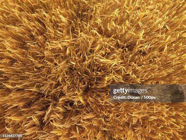 directly above view of wheat field - grain field foto e immagini stock