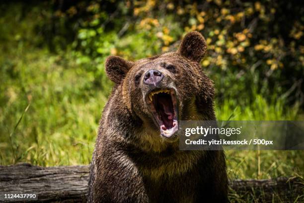 roar - bear roar stock pictures, royalty-free photos & images