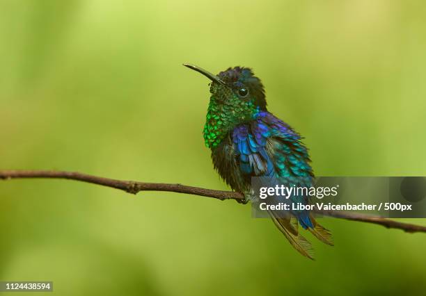 violet-crowned woodnymph (thalurania colombica) - thalurania colombica imagens e fotografias de stock