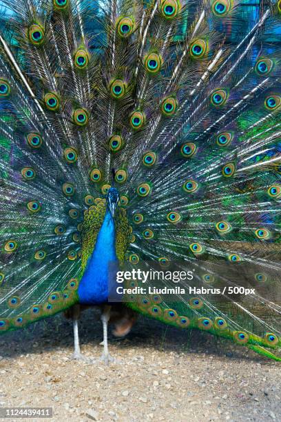 blue peacock spreading its tail like a fan - feather fan dance photos et images de collection