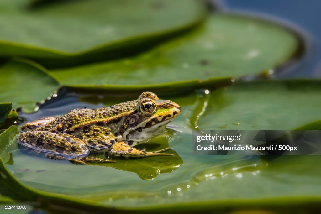 Great Rana Rana High-Res Stock Photo - Getty Images