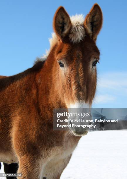 close up of mule in winter at lancaster, pennsylvania - mule stock pictures, royalty-free photos & images